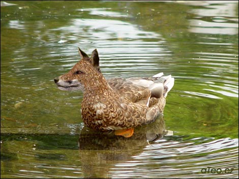 Lišák Duck