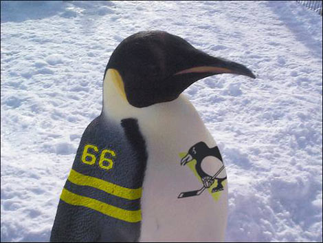 Pitsburgh Penguin