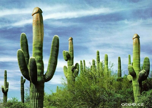 Kaktusy píchají