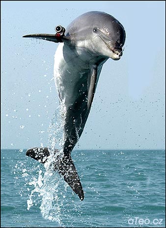 Delfín 007