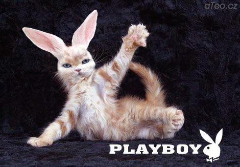 Kočka z Playboye