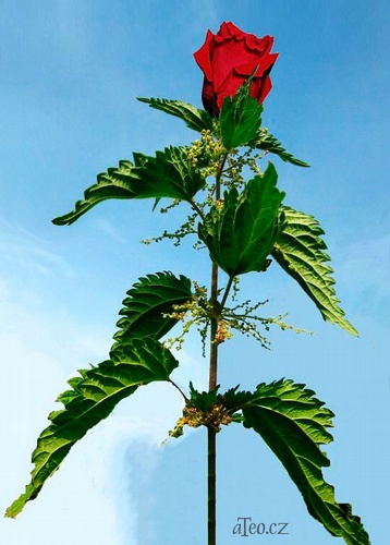 Socanská růže